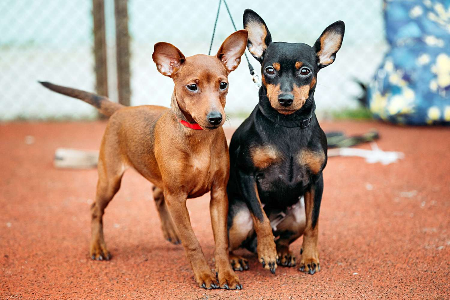 Miniature Pinscher